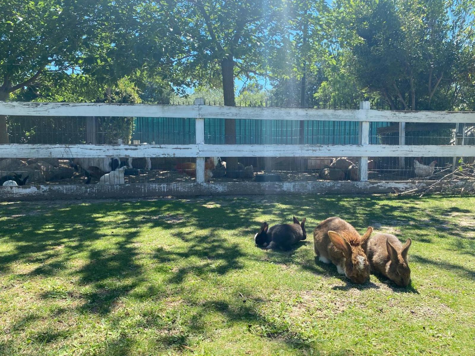 Domaine De La Sourco - Villa, Maisons & Chalet, Magnifique Havre De Paix En Provence Trans-en-Provence Zewnętrze zdjęcie